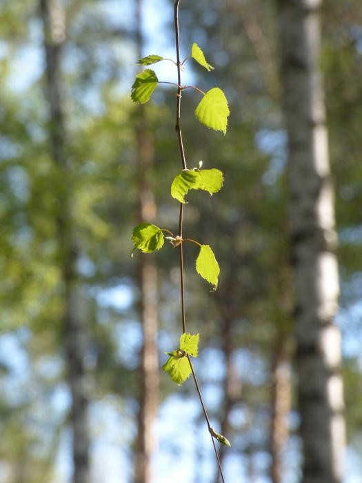 spring leaves on a thin tree branch