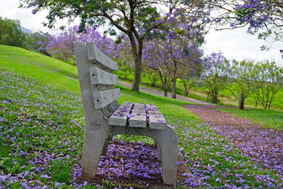 Park Bench Jacaranda Purple