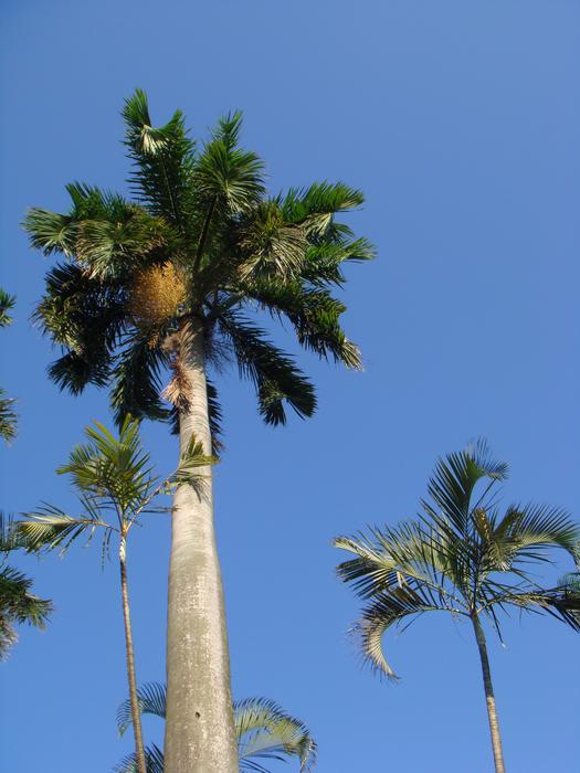 Coconut Tree Blue Day