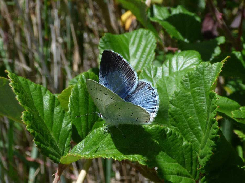 Blue Butterfly Celastrina Argiolus