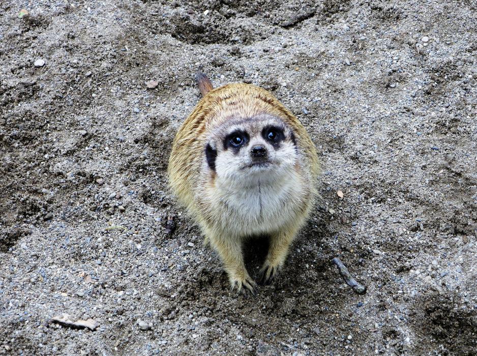 Zoo Meerkat House Animal Farm With