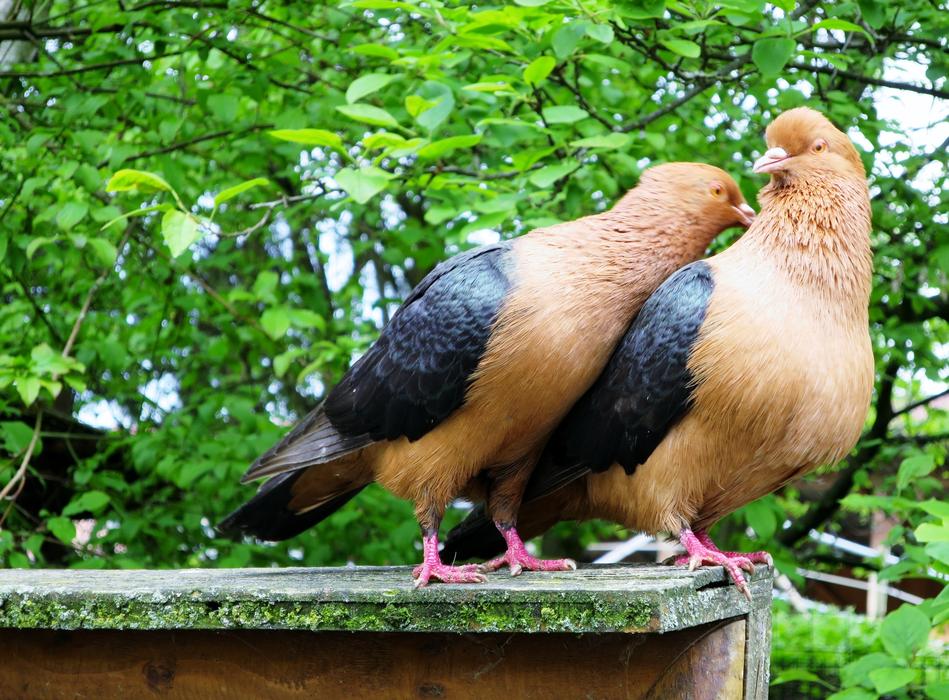 Lovebirds Pigeons Pigeon Pair
