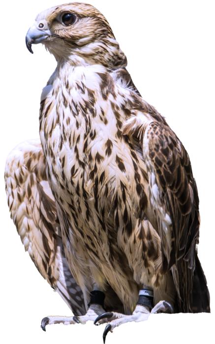Isolated Raptor Bird Of Prey