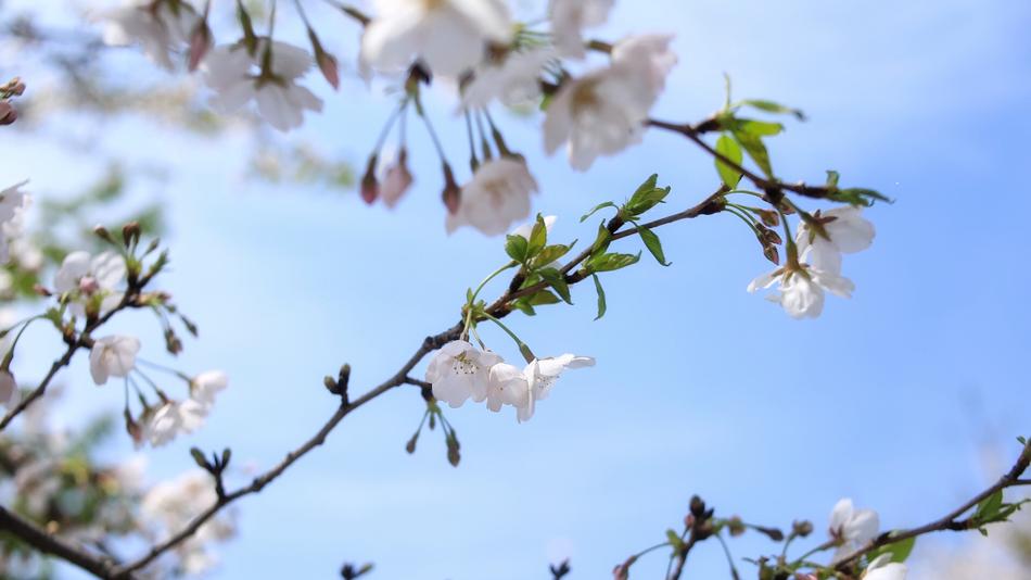 background of flowers on a branch