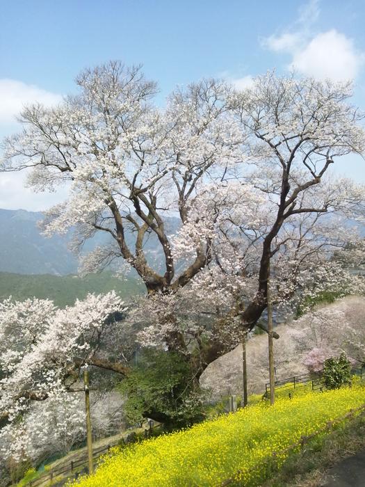 Japan Kochi Prefecture Niyodogawa