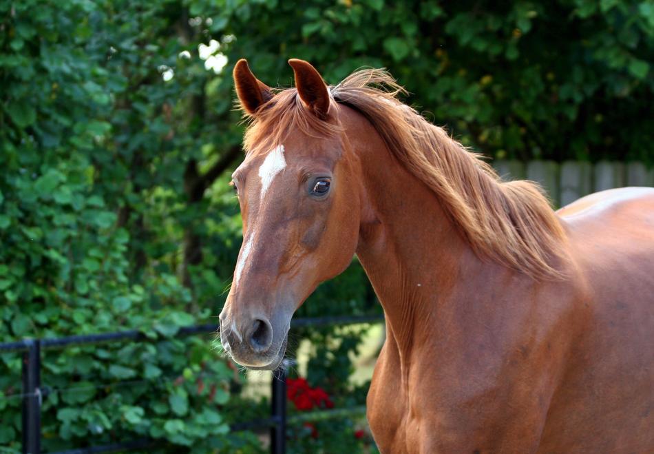 Horse Whole Blood Fuchs Chestnut