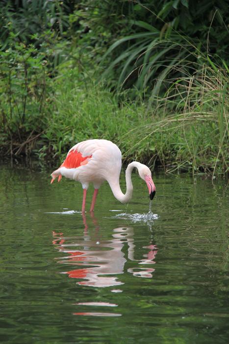 resting flamingo in the pond