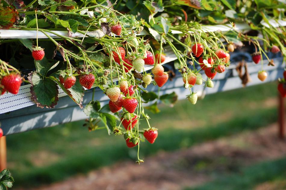 Strawberries England