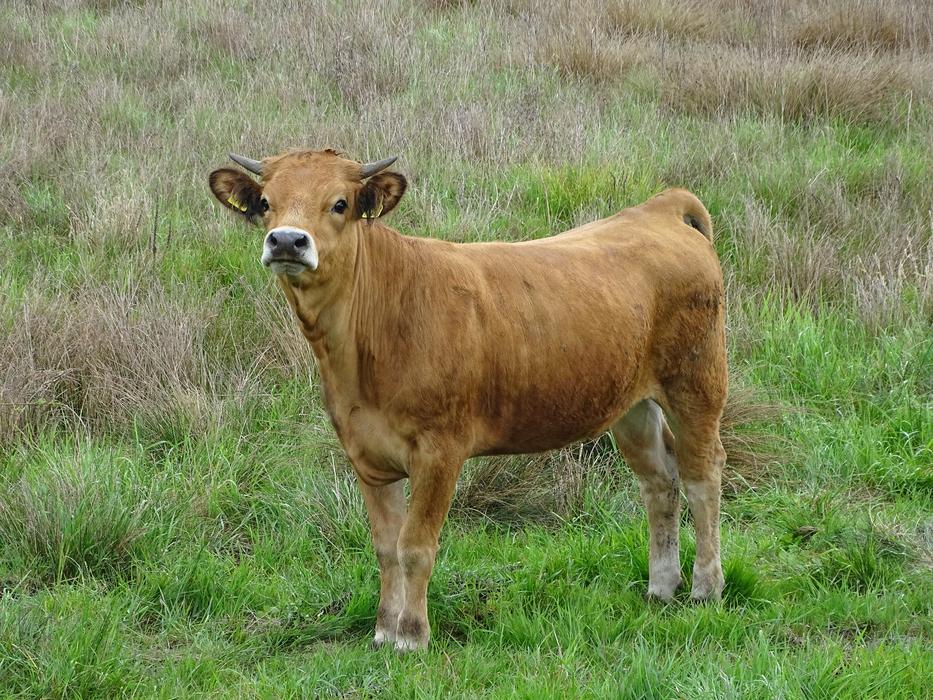 Cow Grazing