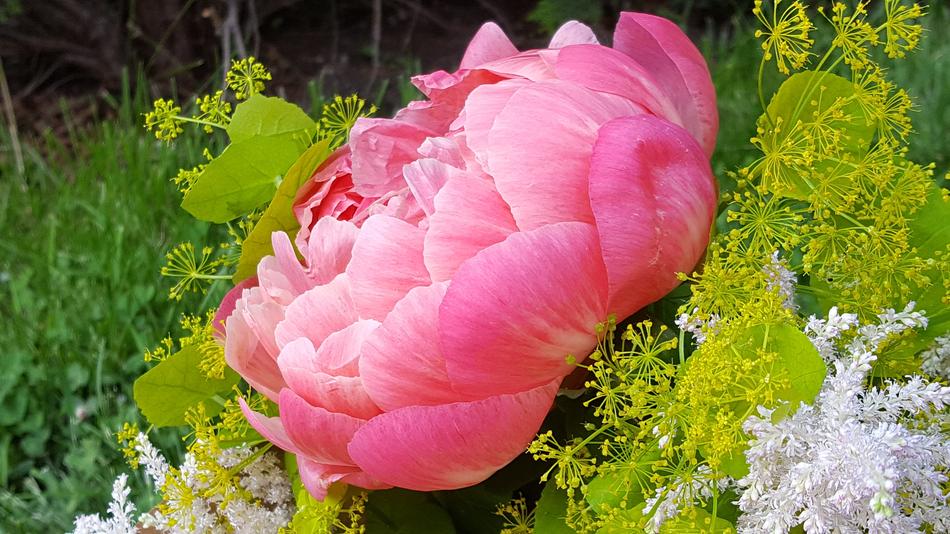 large pink peony bud