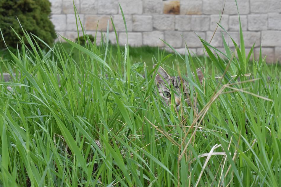 Pet is Hidden in grass