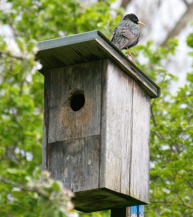 wooden aviary on wood on blurred background