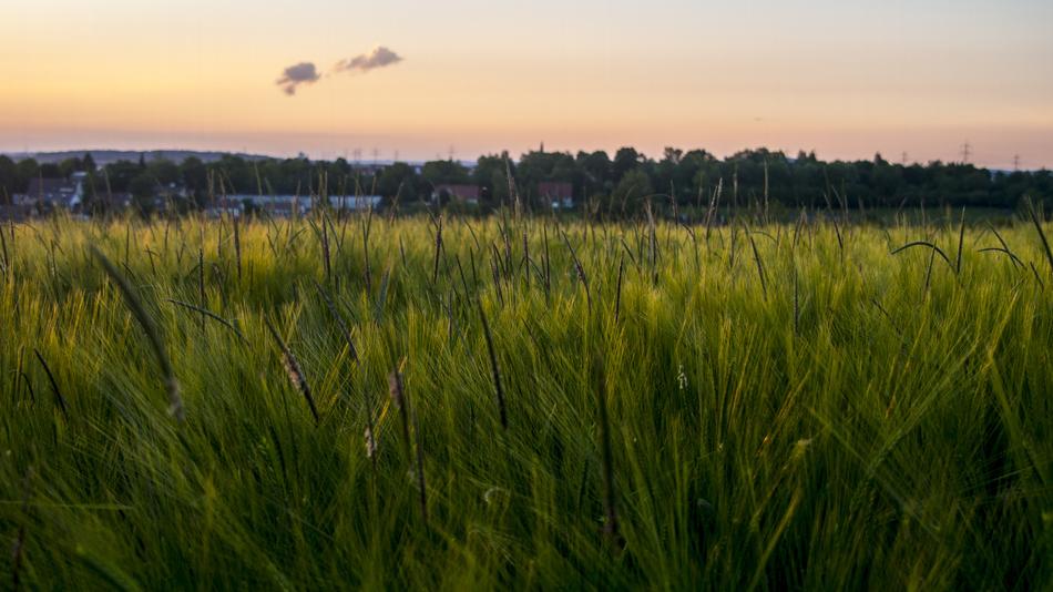 Evening Sun Fields