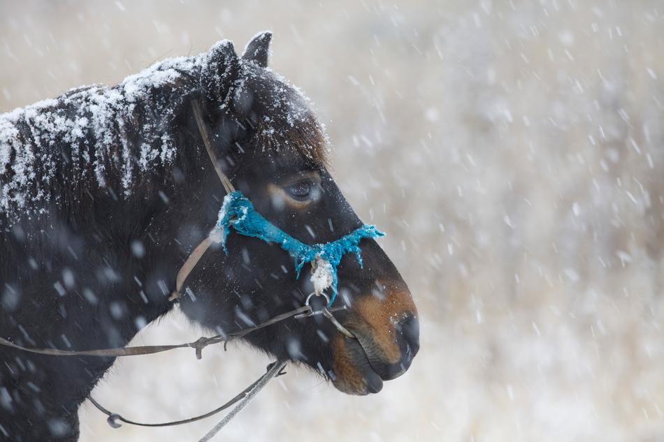 In The Winter Horse Snowfall A