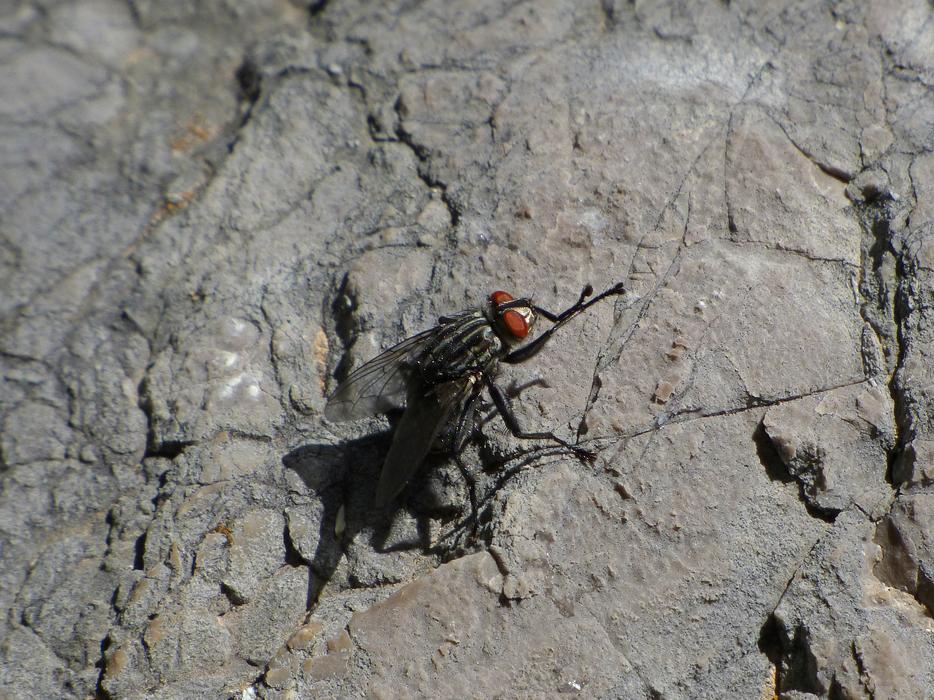 Botfly Fly Vironera Sarcophaga