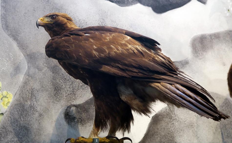 wild eagle looks away