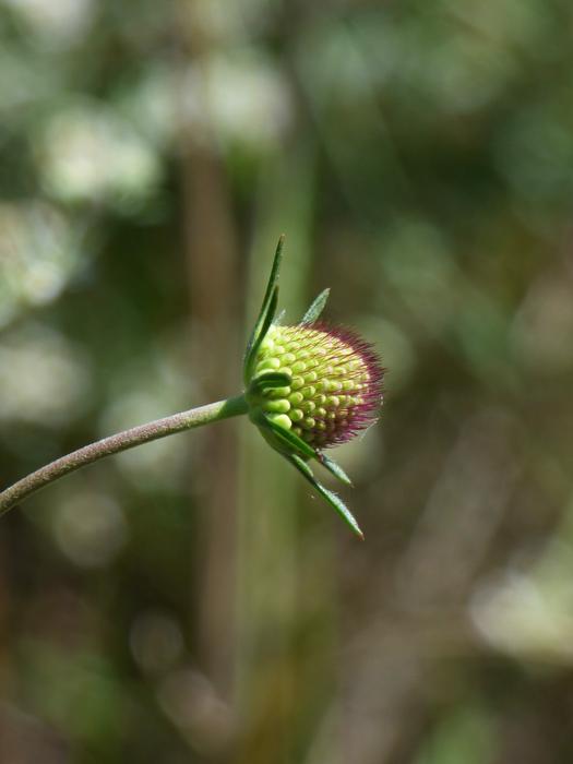 wild plant green landscape
