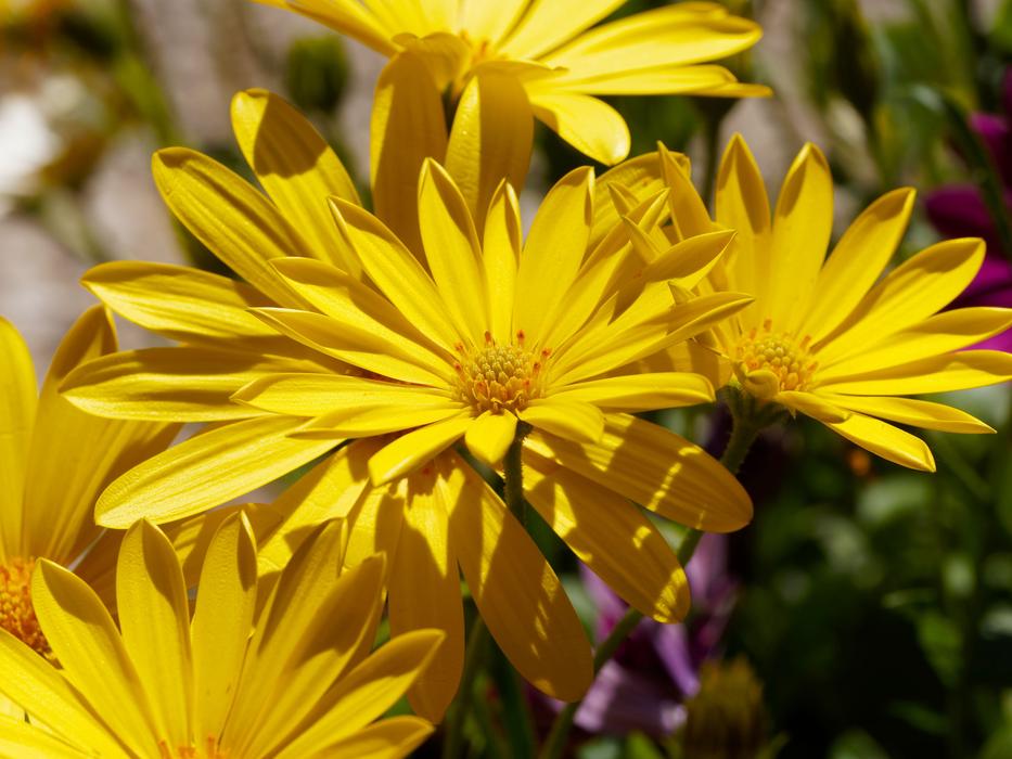 yellow bouquet of beautiful flowers