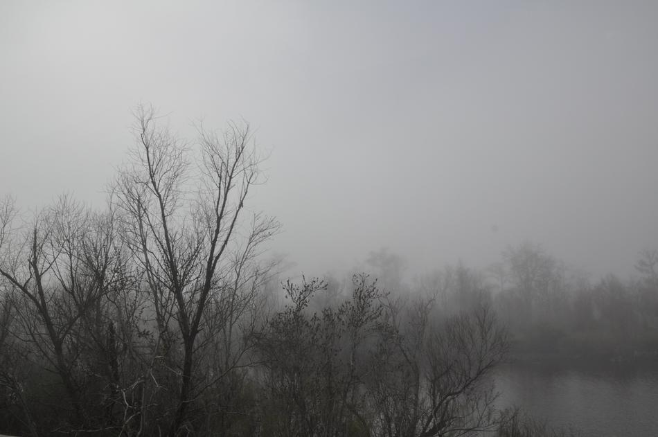 Trees Fog Black And White