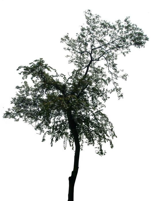 tree silhouette pattern