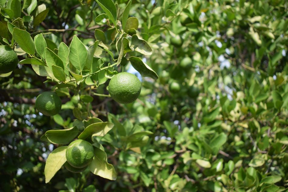 Lime Green Fruit Wild