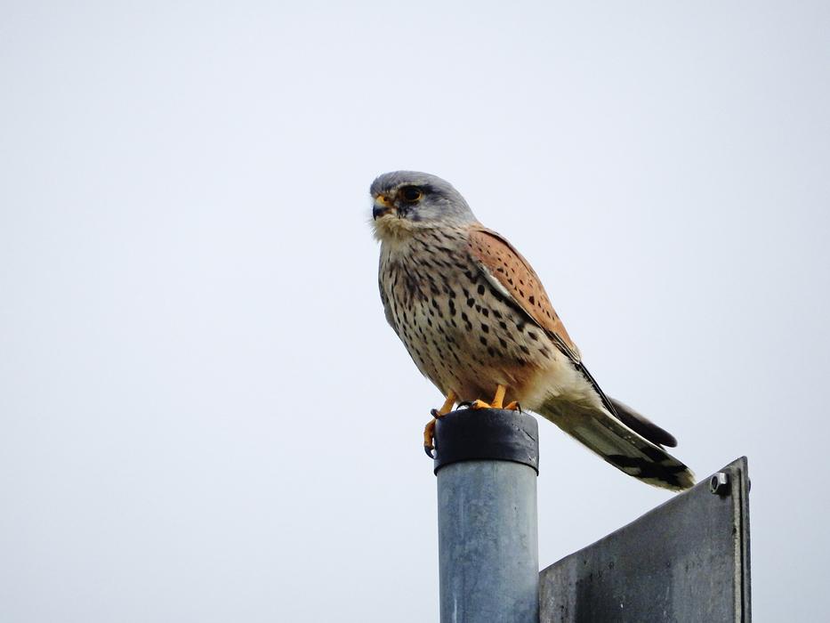 Peregrine Falcon Elbe Bird