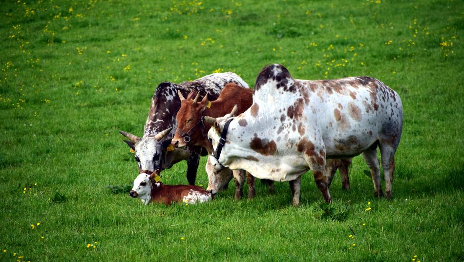 Zebu Cow Beef
