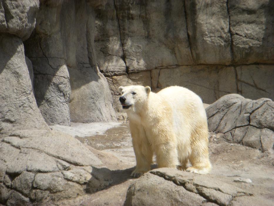 Polar Bear Zoo