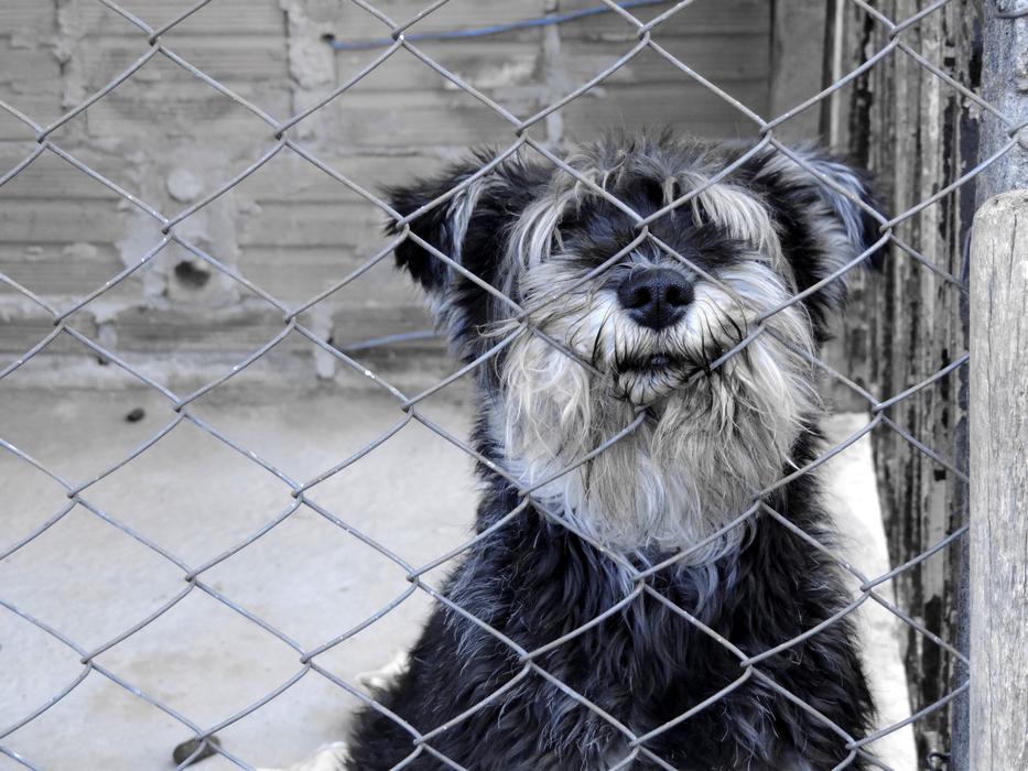 Dog Stuck Animal