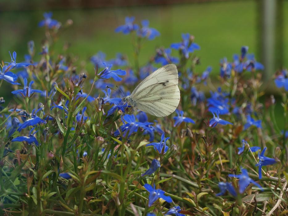 beautiful butterfly on blue flowers
