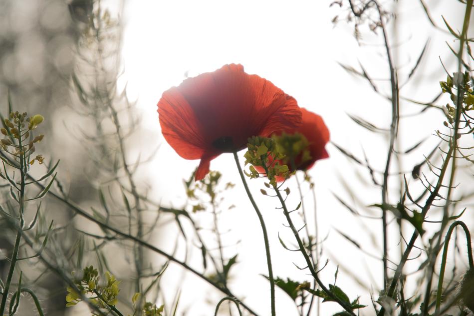 Poppy Spring Field