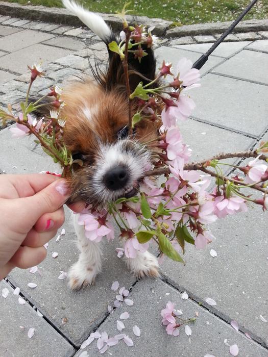 Dog Spring