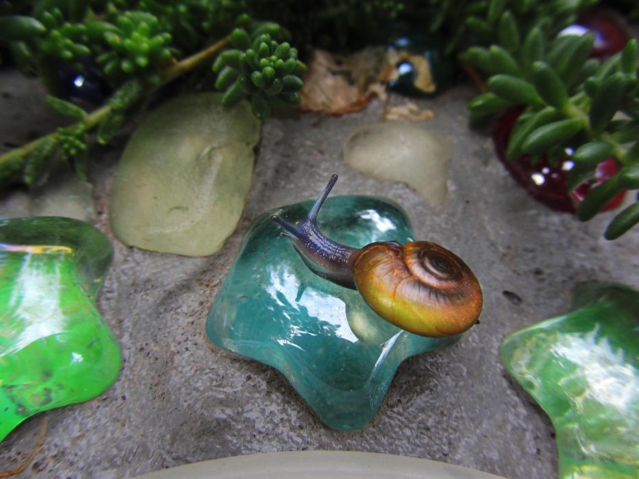 cute snail on a colored stone