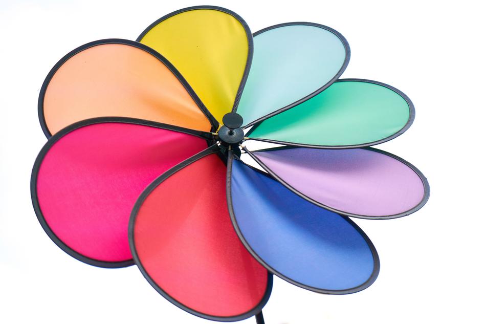 Colorful and beautiful wind flower, at white background