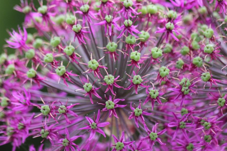 purple little wild flowers