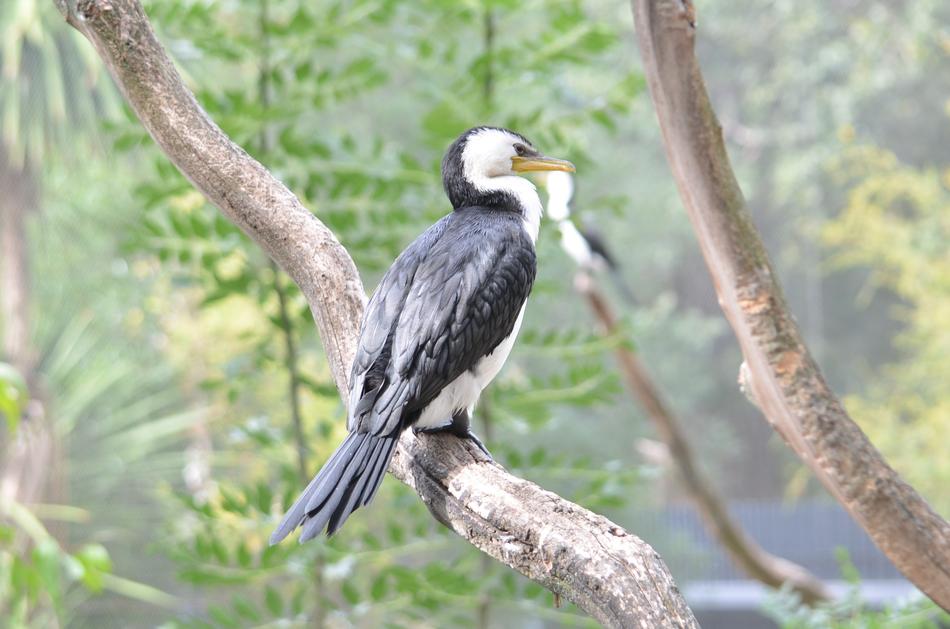 Sea Bird Nature