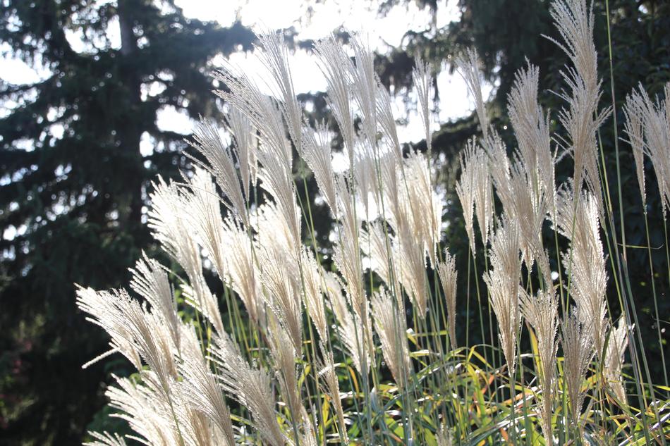 Fall Garden Miscanthus