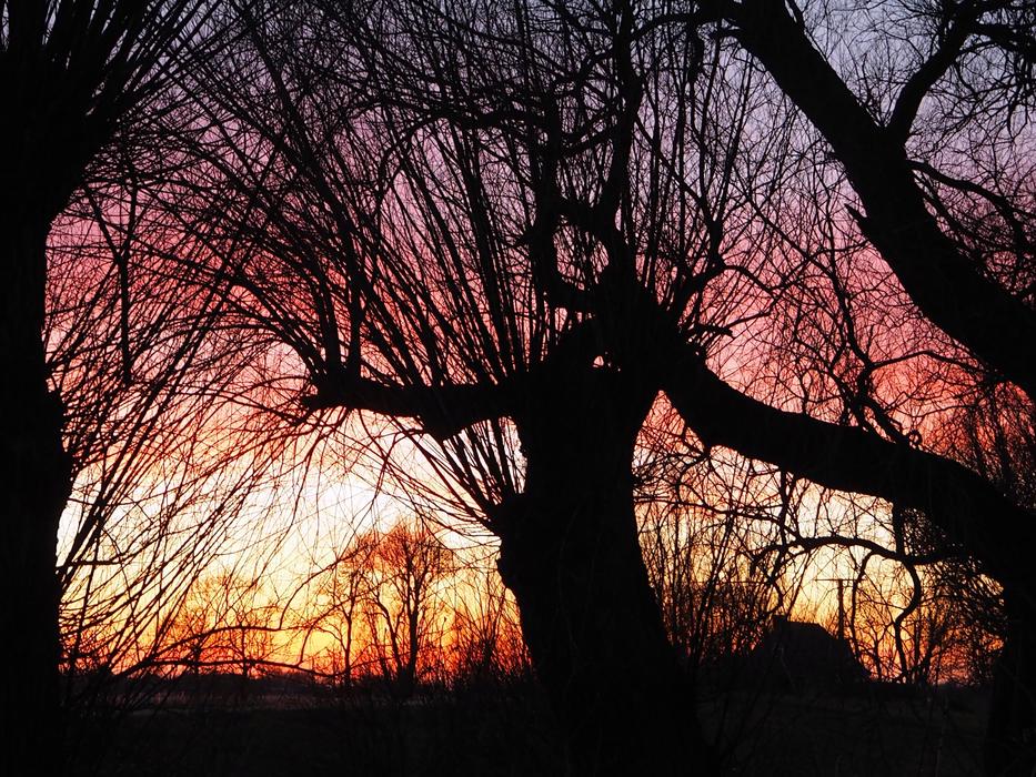 tree Silhouettes at Sunset Backlighting