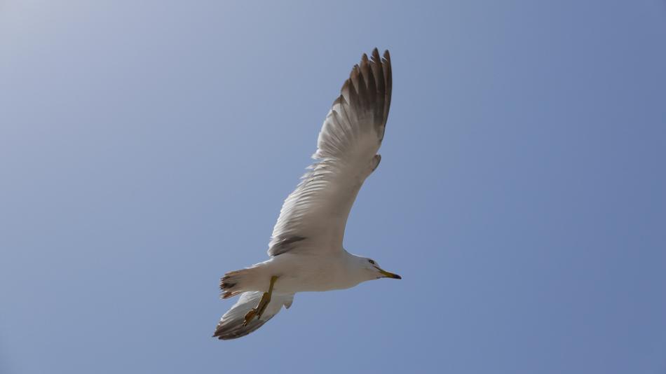 Seagull Sea
