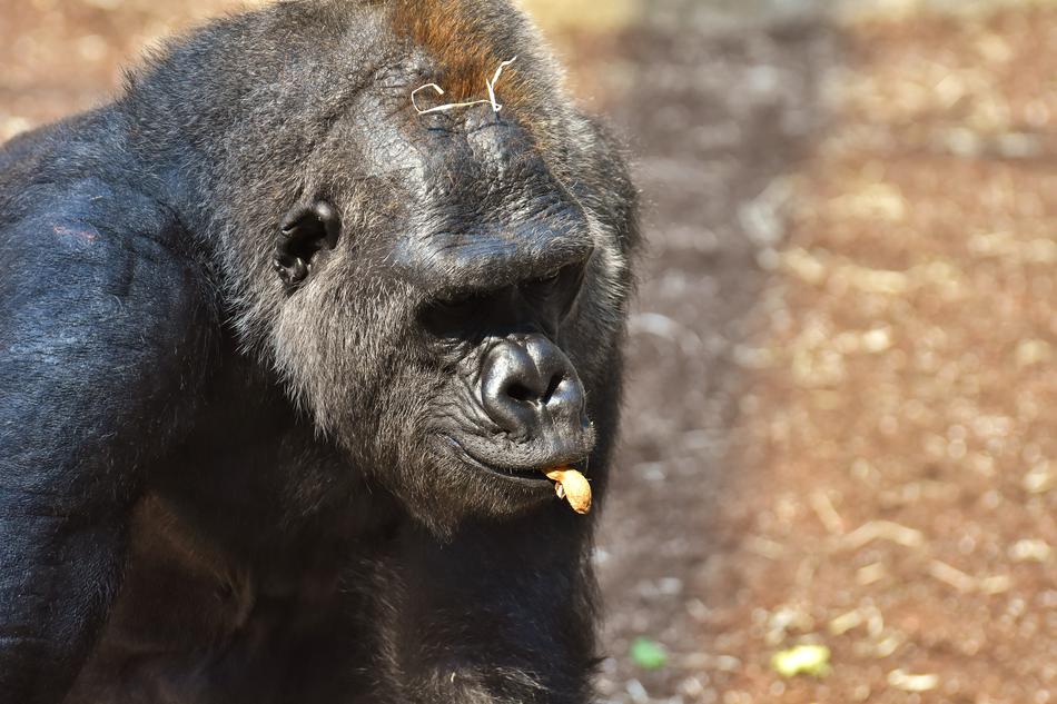 funny gorilla on a blurred background
