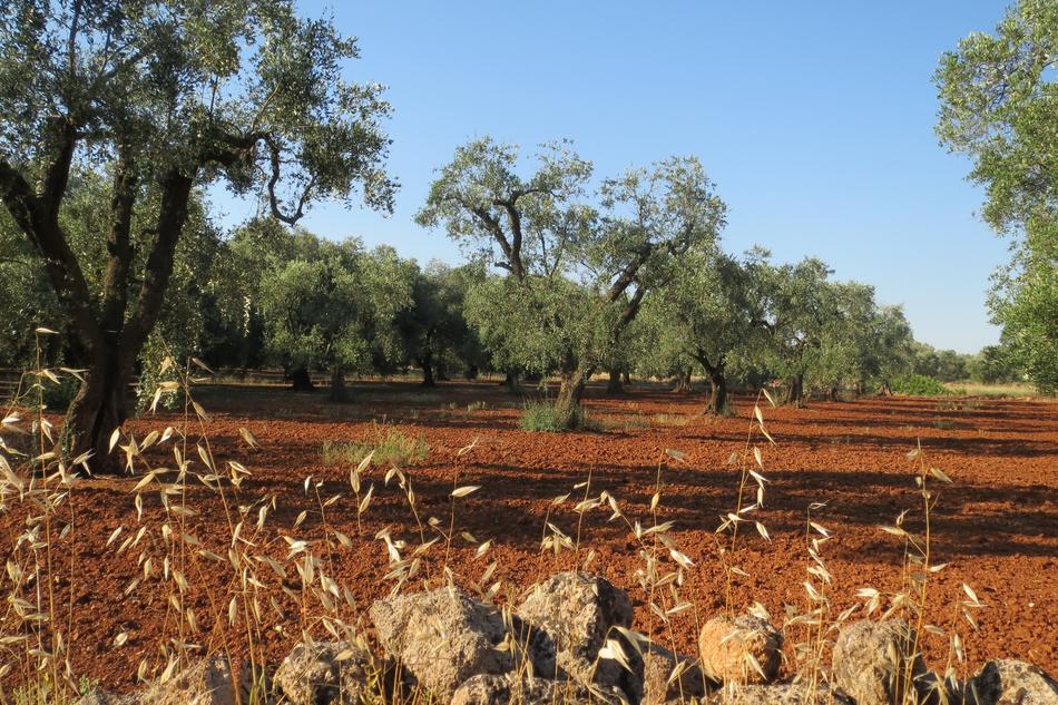 Salento Olive Puglia