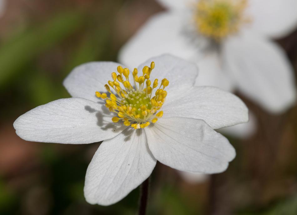 Anemones May 2017