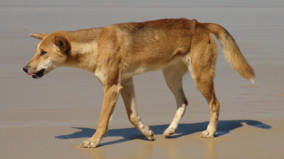 Dingo Australia Fraser