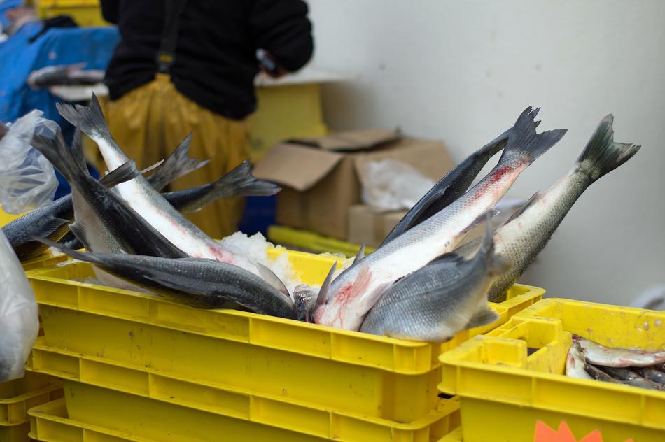 raw fish in a yellow box