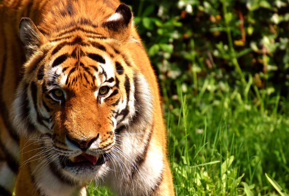 wild tiger in the park
