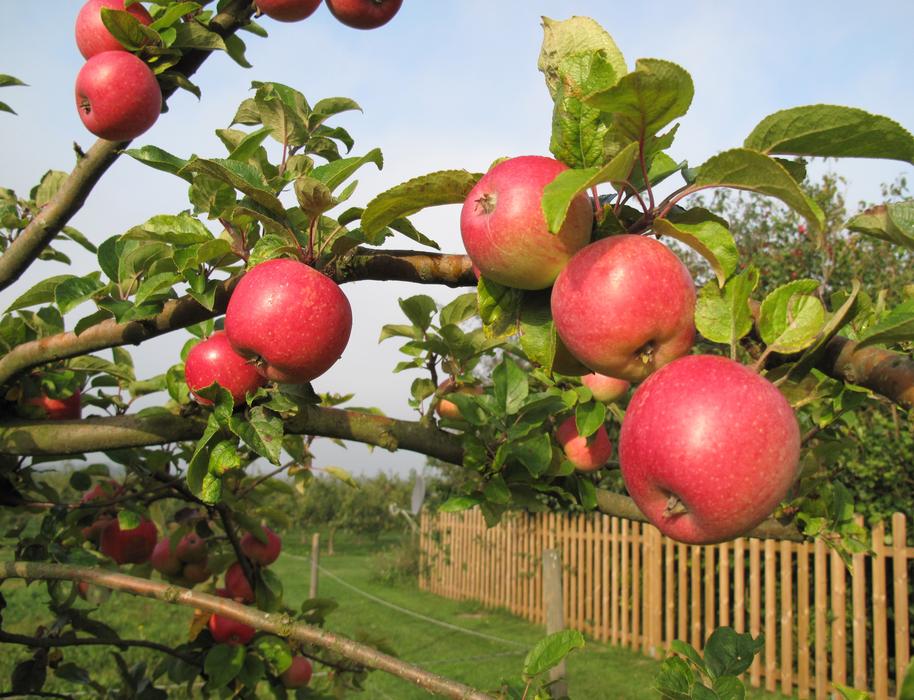 Apple Tree Apples Fruit