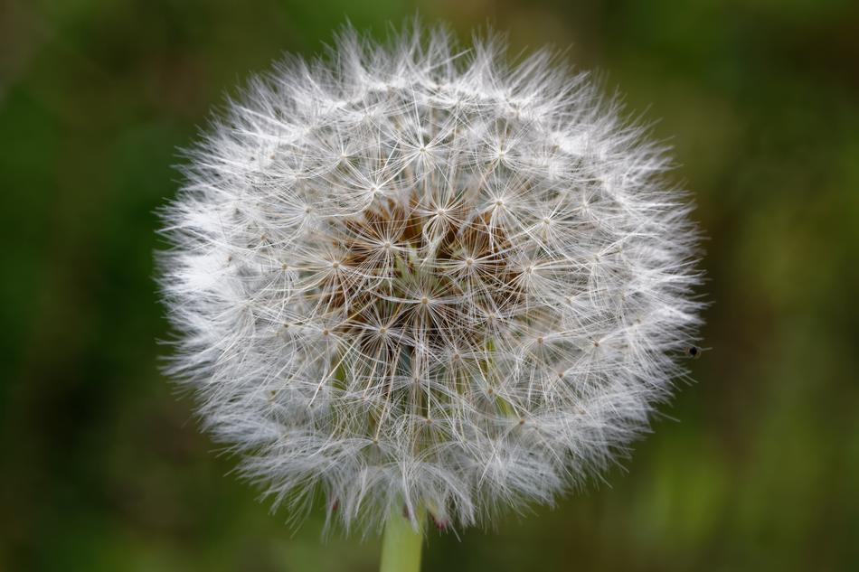 wild dandelion in the grass