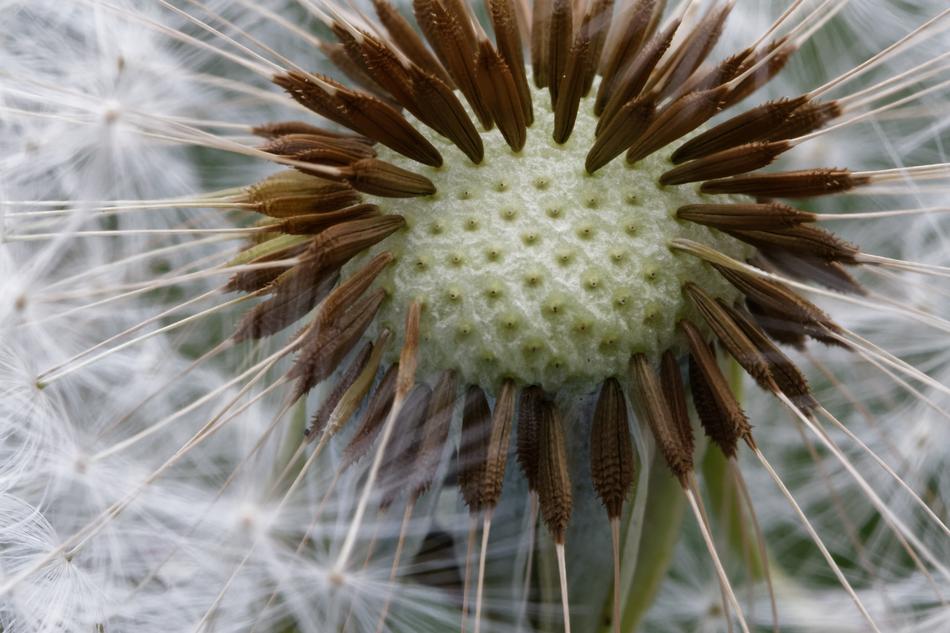 Dandelion Common