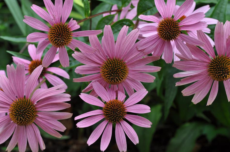 pink beautiful flowers bouquet