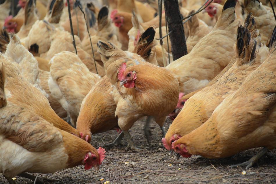 Chicken Forest